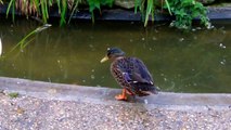 White Ducks and Mallard Duck in Duck Pond (UK Water Birds)