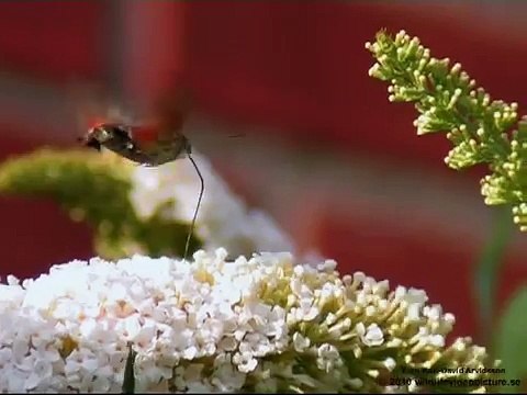 Humming-bird Hawk-moth (Macroglossum stellatarum) Större dagsvärmare