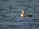 Juv. Yellow-billed Loon