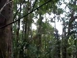 Tucanes en el bosque en  Costa Rica