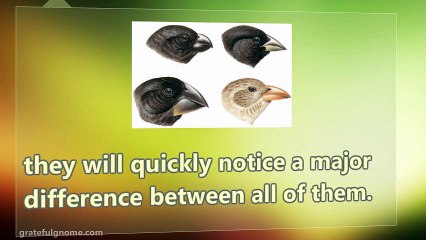 Types Of Finches Vary
