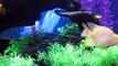 Blood Parrot Cichlid & Electric Blue Cichlid