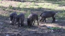 Zoo names baby warthogs after 'Game of Thrones' characters