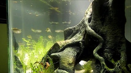 Zebra Danios at their new home