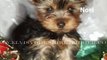 Teacup Yorkie Puppies For Sale - Teacup Yorkies