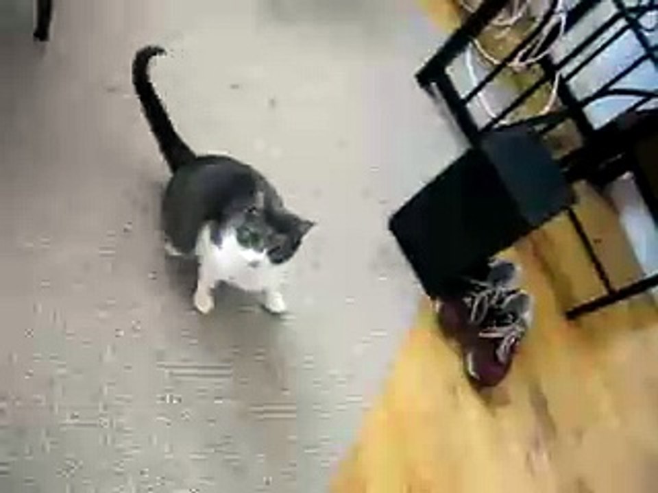 Iggy Vs. Laser Pointer