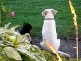 FunnyJunk -  Cat Massaging a Dog!