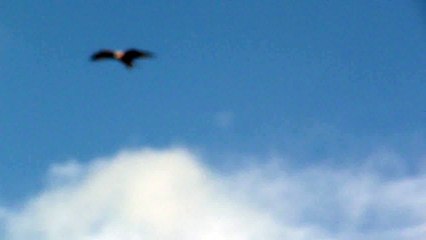 Red Kite at Harewood