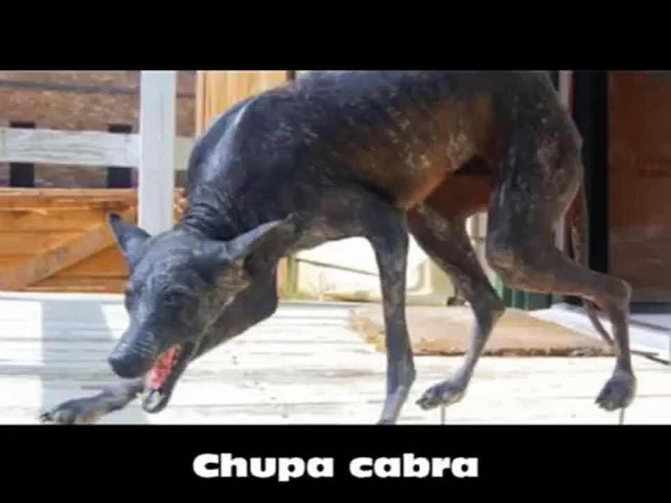 Criaturas Bizarras - Mundo ( Grupo no Facebook ) Bizarre Creatures - World