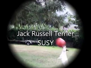 Jack Russell Terrier Susy 2012