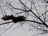 Red-tailed hawk catches a squirrel