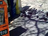 Pigeons feeding in New York City.