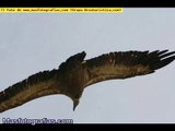 Fauna de Hoces del Rio Duraton - Masfotografias.com