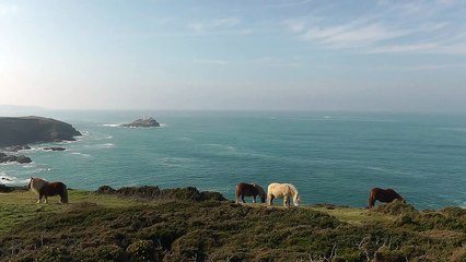 Wildlife in Cornwall - Hoopoe, Spoonbill, Great Spotted Woodpecker, Redoll and More