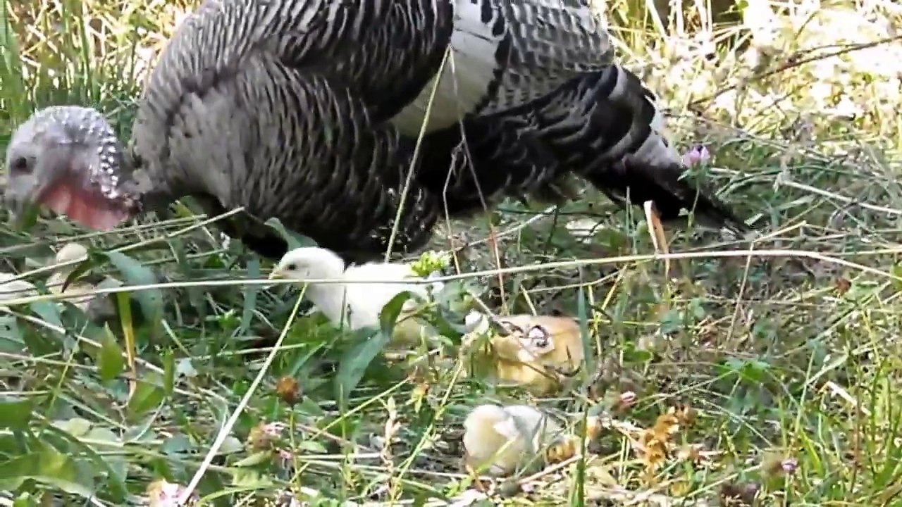 FARM ANIMALS - ANIMALE DOMESTICE - Nature Romania (2)
