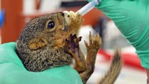 Feeding Baby Squirrels