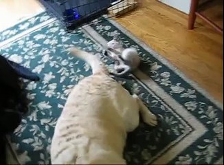 Foundling Kitten Plays with Dog's Tail