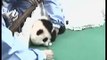 081309 Lin Bing Panda Cub Thailand
