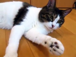 Sashimi-san #20 | 本気でネコに襲われてみた #20 | soezimax