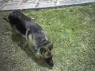 pastor aleman REX de 6 meses y su amigo onix