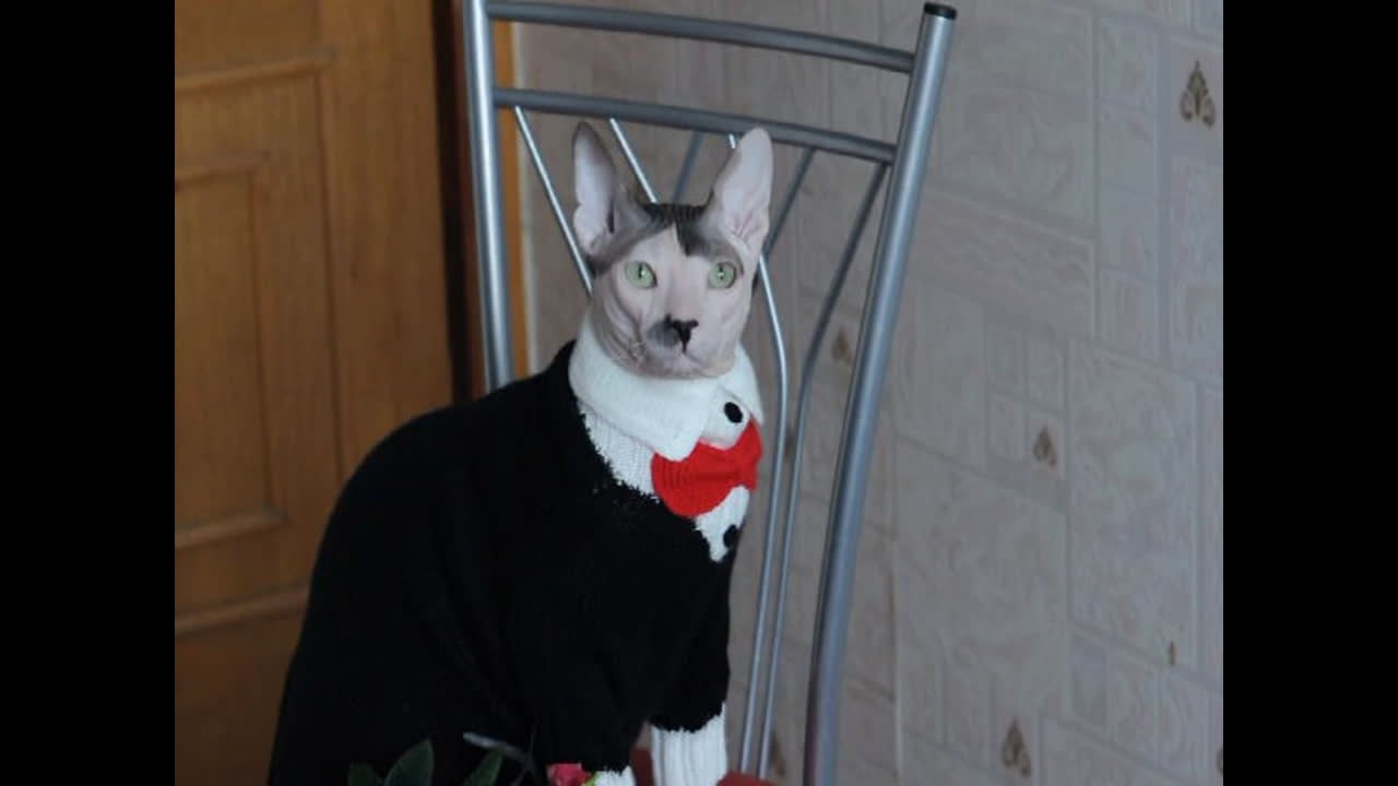 Adolf, bist du das? Dieser Kater sieht aus wie Hitler