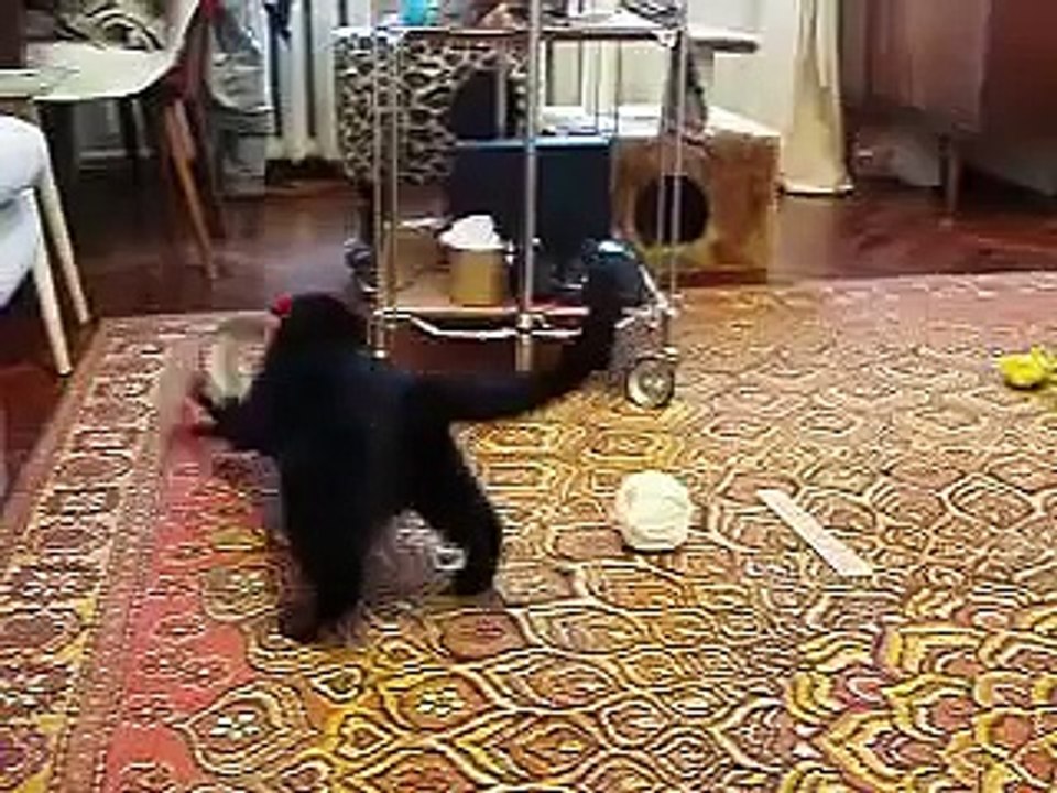 Pet Stoat Attacks Our Cat