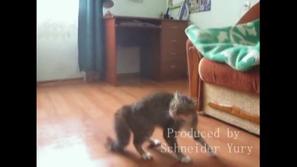 What's wrong with this cat?