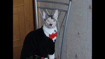 Meet ‘Hitler Cat’ – the Fuhrer in Feline Form