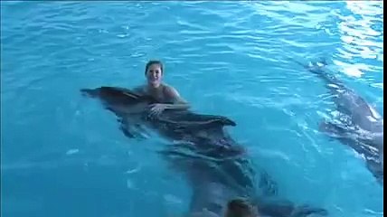 Dolphins in attack