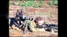 Cats vs Dogs World War lll - LOL Funniest Video Ever!!!