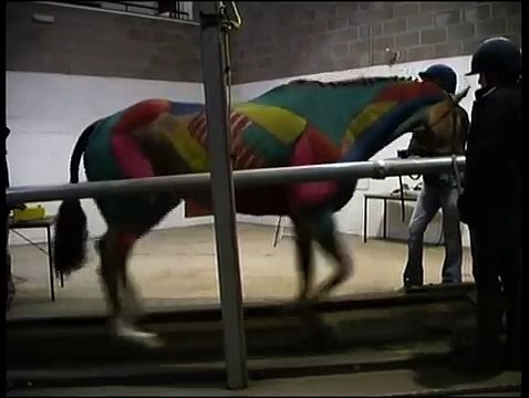Hartpury College 2009 - ESMA Horse trotting on treadmill
