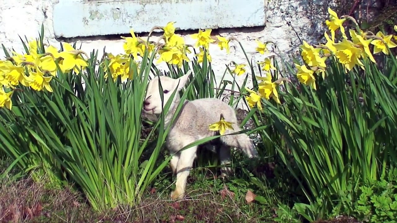Motherless Texel Lamb in daffodils. Springtime - Ronnie Ronalde