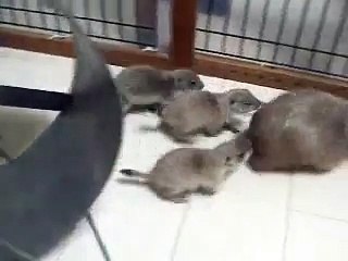 Prairie dog's babies(4)　ママもうんざり？甘えっコのプレーリードッグベビー