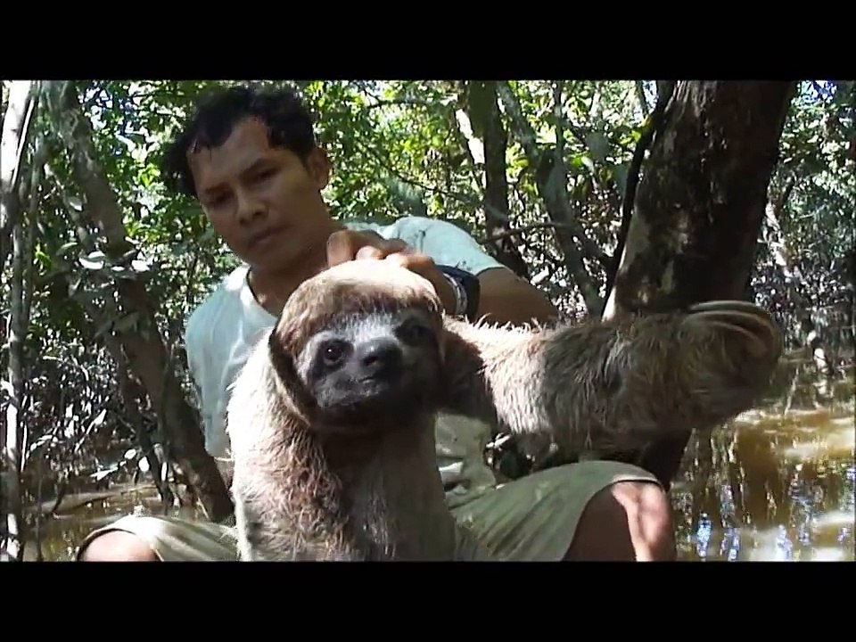 El Perezoso del Amazonas (Peru) - Video Documental
