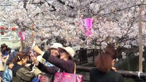 Cherry Blossoms at Nakameguro, Tokyo - 目黒川の桜
