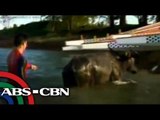 Dyan Castillejo swims with carabao