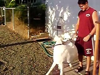 Armando trying to ride the goat