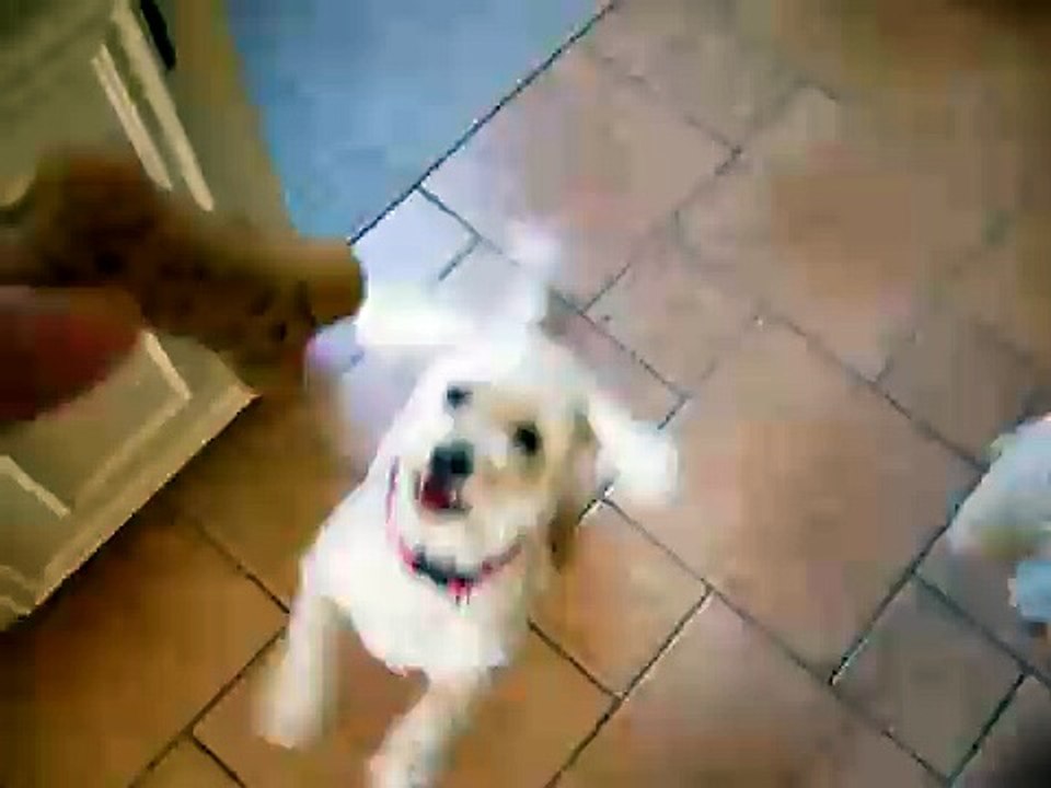 they're begging