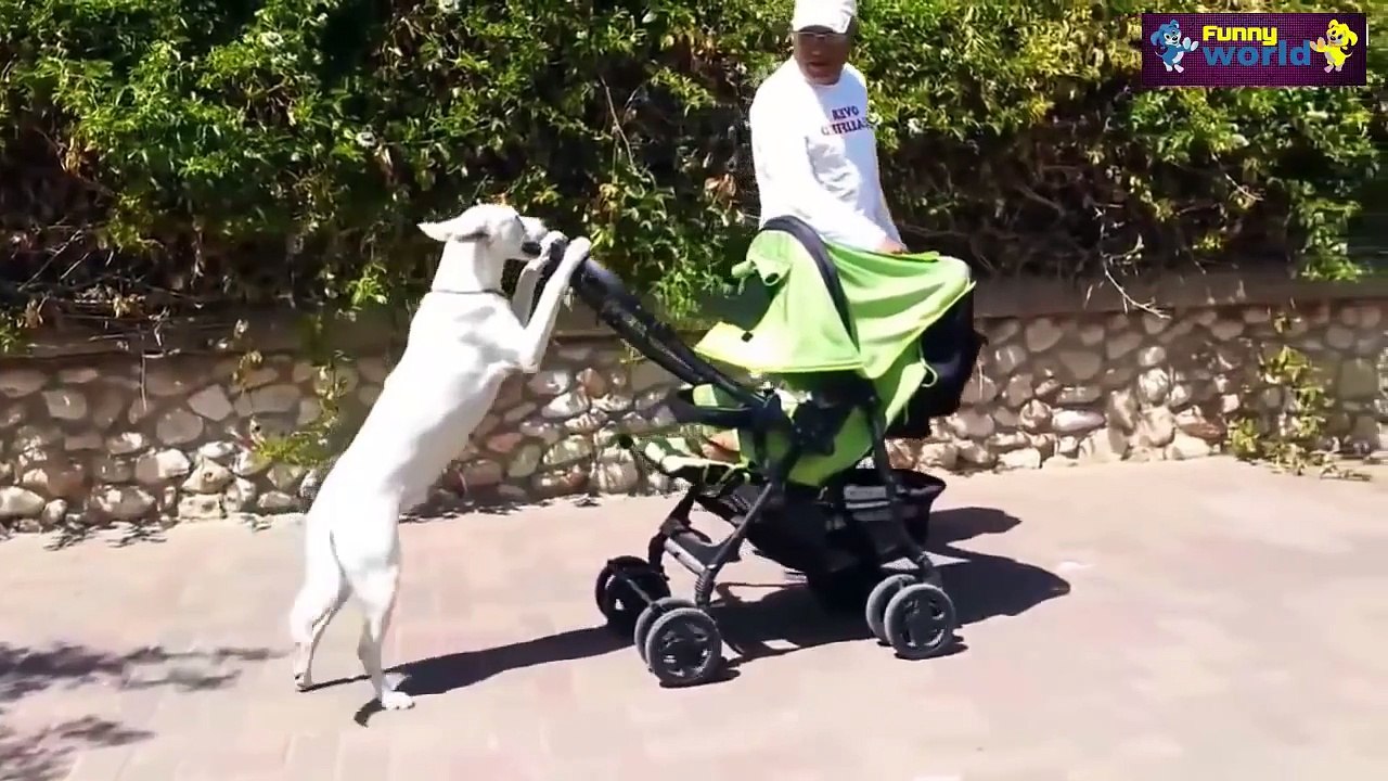 Funny Animal Videos Compilation 2015