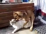 Funny cat & Dog Maried   funny video HD