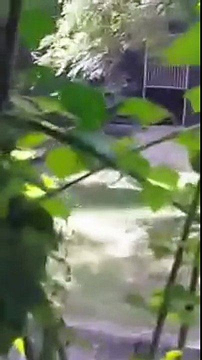 White tiger attacks and kills man in Zoo at New Delhi India