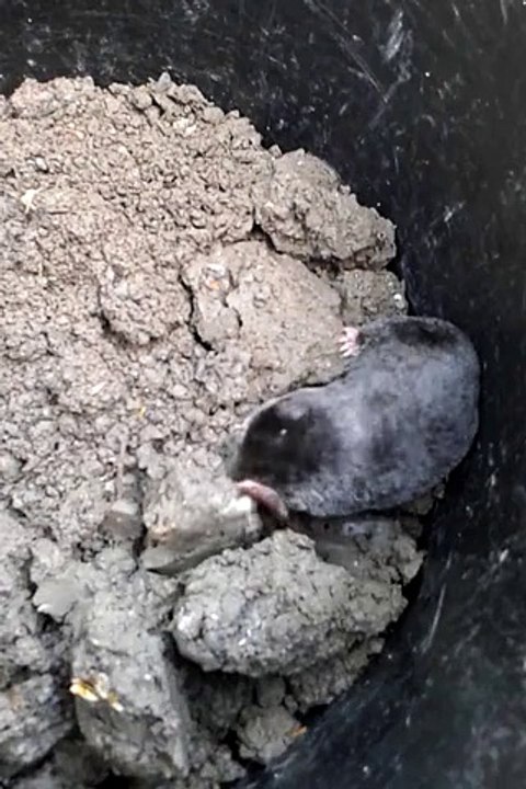 I caught a live mole