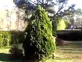 romeo and juliet: THE TRUE STORY!