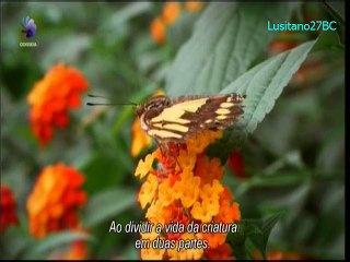 Metamorfose, A Ciência da Mudança - Metamorphosis - Odisseia