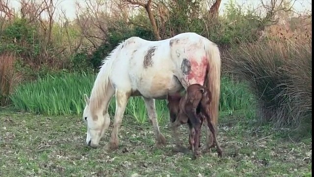 Extraits du documentaire Cheval de Camargue, le seigneur des marais