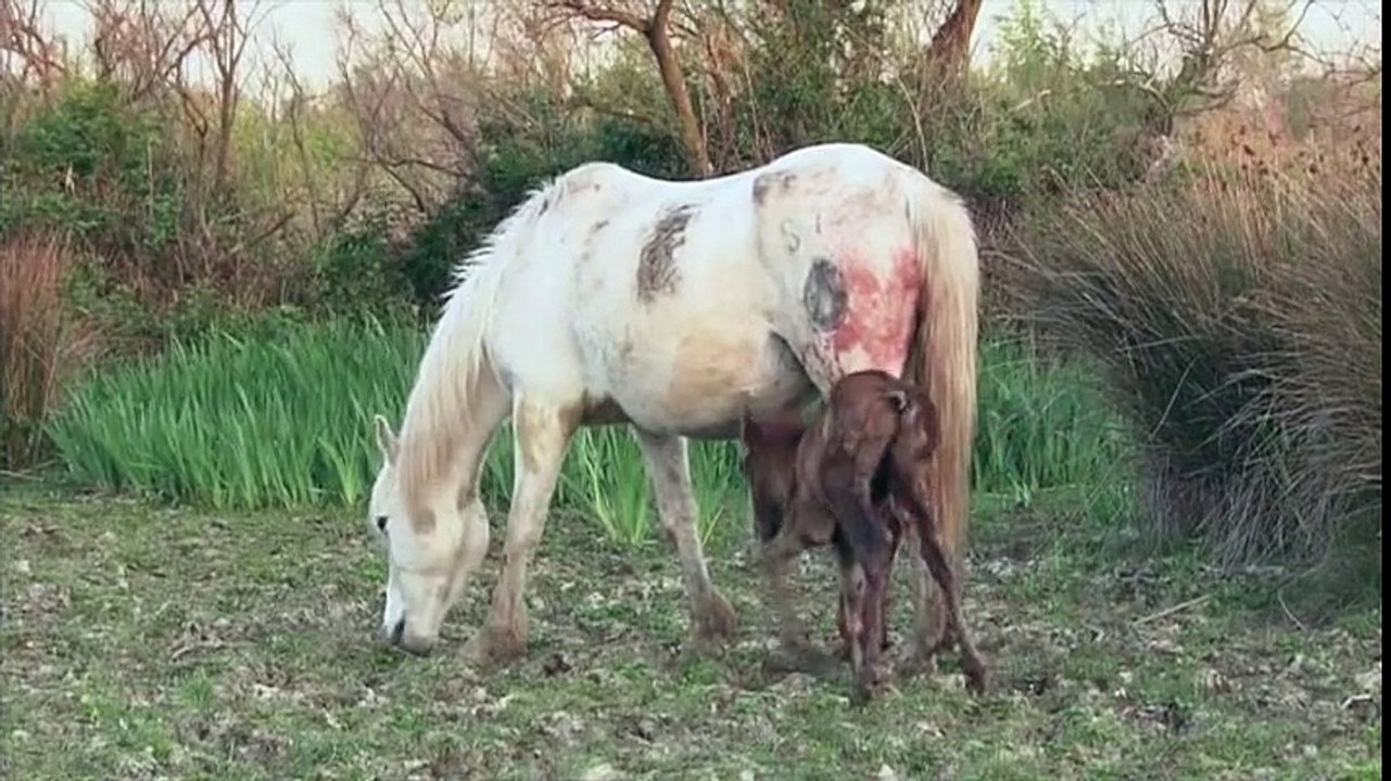 Extraits du documentaire Cheval de Camargue, le seigneur des marais