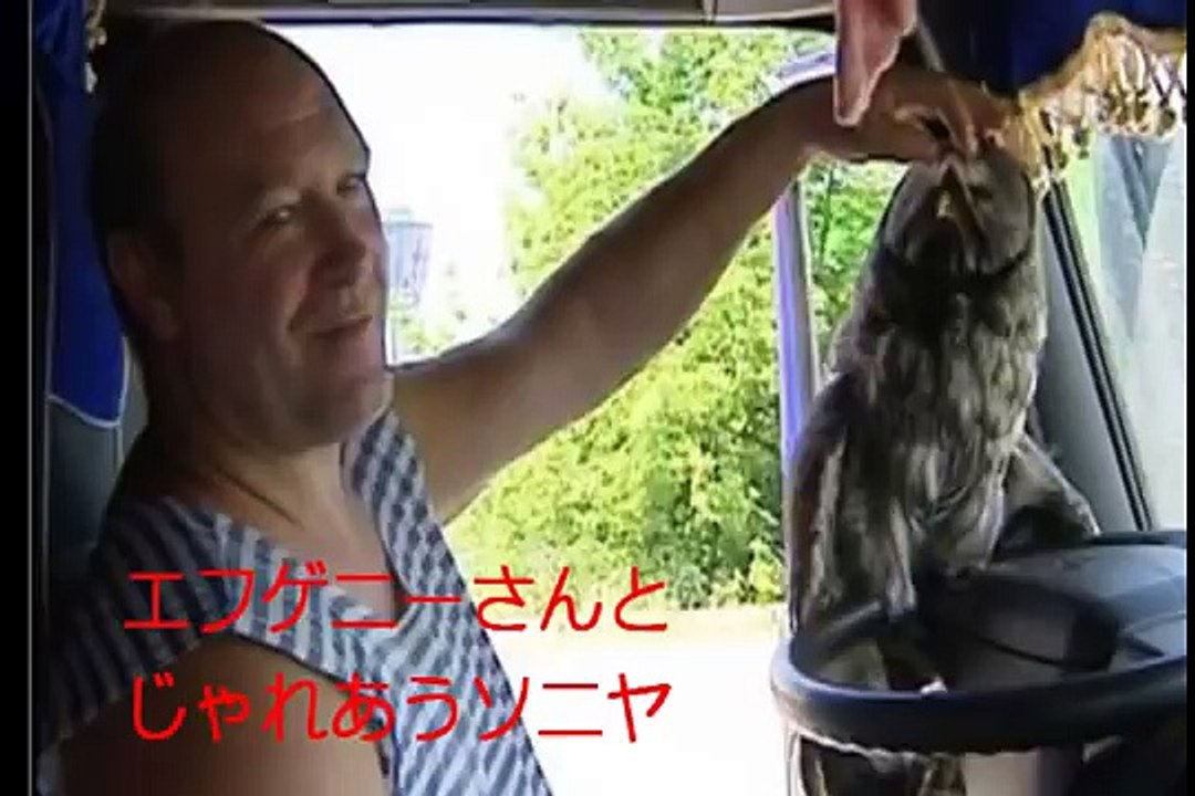 【感動の話】フクロウを助けたらすっかり懐いてしまい、預けた動物園から「手に負えぬ、引き取ってくれ。」 と言われたトラック運転手【ロシア】