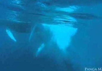 Humpback Whales Enjoy an Underwater Dance