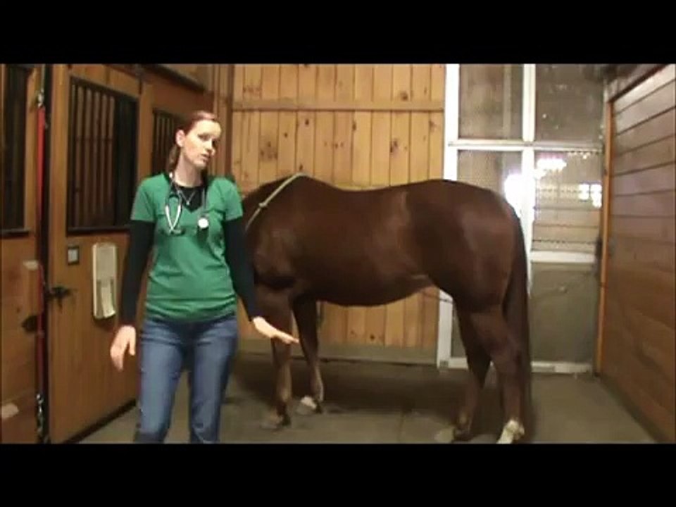 Horse Health and Disease- Physical Exam