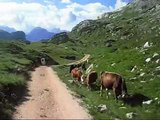 Thinkling grazing cows in the Dolomites mountains in Italy